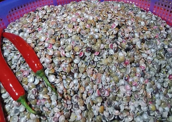 Ốc gạo được rửa sạch và chuẩn bị chế biến.