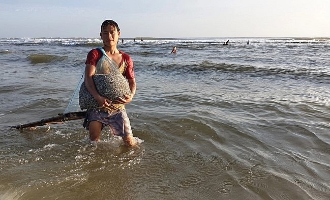 Mùa ốc gạo đem lại thu nhập cao cho người dân vùng biển miền Trung.