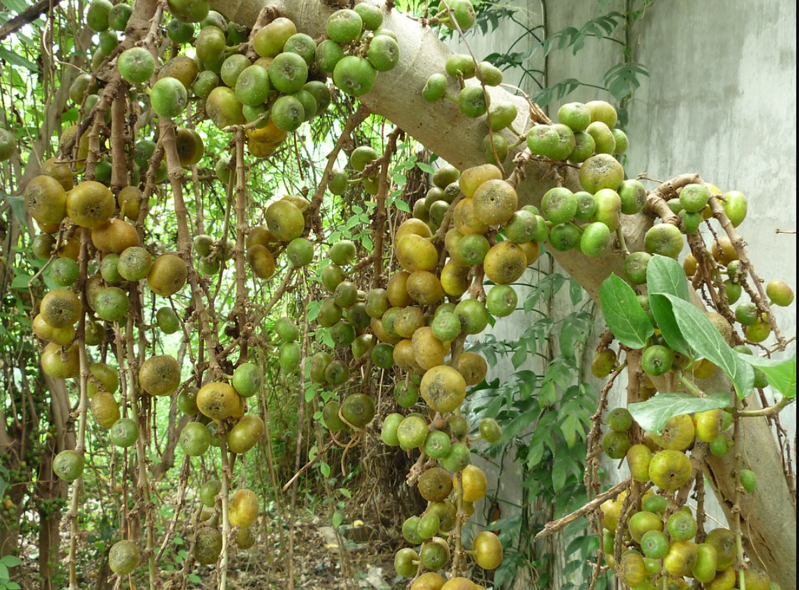 Những công dụng tuyệt vời từ cây ngái không phải ai cũng biết