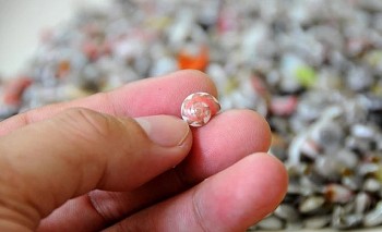 Loài ốc lạ nhiều màu sắc bé như khuy áo, ruột như que tăm là đặc sản ai cũng thích mê săn lùng bằng được