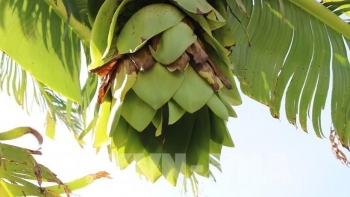 Loài cây dân dã nhưng lại là "thần dược" chữa bệnh từ gốc đến ngọn