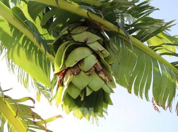 Loài cây dân dã nhưng lại là "thần dược" chữa bệnh từ gốc đến ngọn