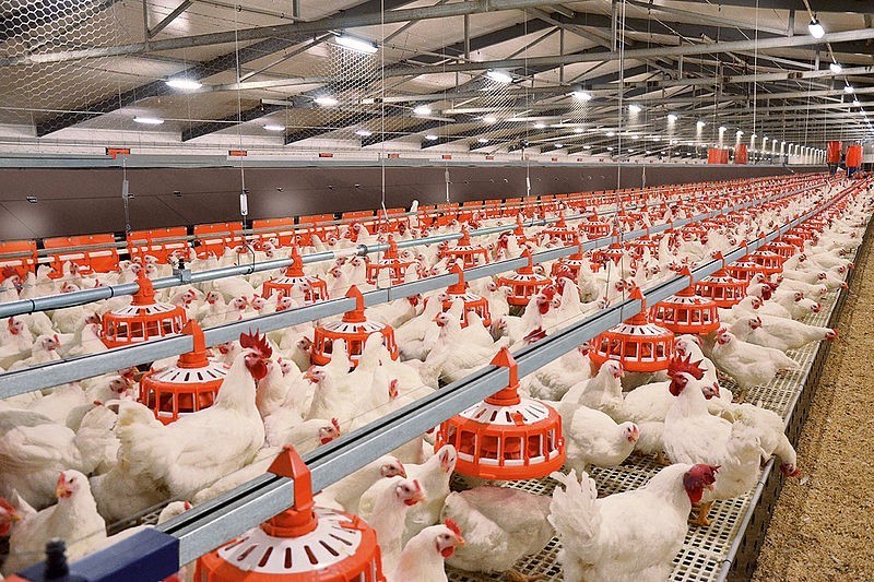 Tăng cường các biện pháp phòng, chống dịch bệnh động vật