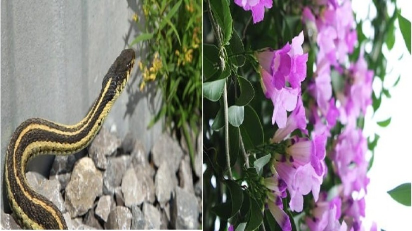 Những loại cây rắn “mê như điếu đổ”, nếu trồng phải thật cẩn thận kẻo dụ rắn vào nhà