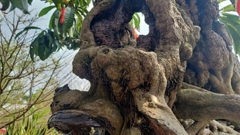 Bonsai trứng gà đại thụ như hóa thạch, thân trúng bom, được treo biển 5 tỷ khủng cỡ nào?
