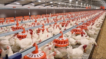 Tăng cường các biện pháp phòng, chống dịch bệnh động vật