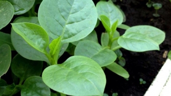 Tháng 3 xuống giống những loại rau này, hợp mùa rau lên mơn mởn, cả nhà ăn rau sạch thả ga