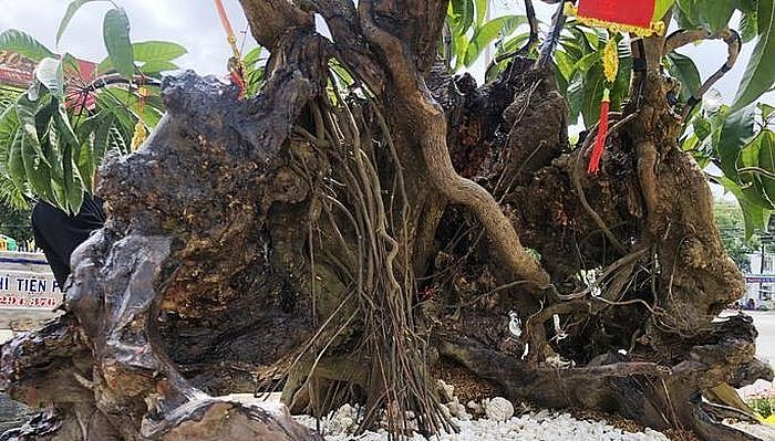 Cây trứng gà cổ thụ có dáng thế rất kỳ quái.