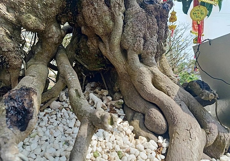 Ở phần gốc cây trứng gà và thân to hơn 1m với nhiều vết u nần, khúc khuỷu, nhiều chỗ hóa đá.