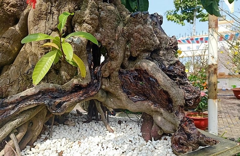 Cây trứng gà 300 tuổi mọc ngay mầm non tại phấn gốc cổ thụ.