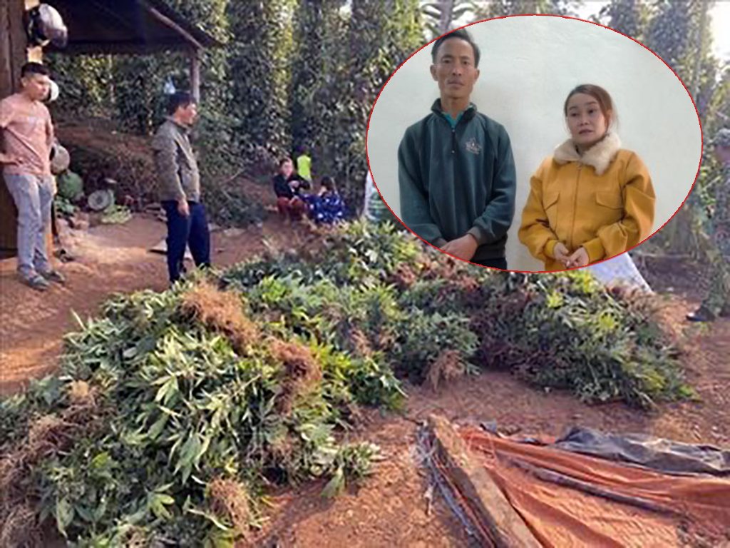 Đắk Nông: Phát hiện cặp vợ chồng trồng hàng nghìn cây cần sa