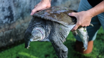 Bí quyết tăng lợi nhuận cấp số nhân của ‘vua ba ba giống’, đầu tư vài chục triệu thu về tiền tỷ mỗi năm