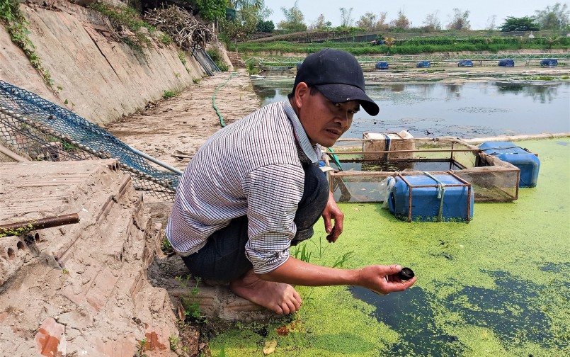 Nuôi con đặc sản xù xì, dọa không chạy, Lão nông dân Hải Dương lãi hàng triệu đồng mỗi năm