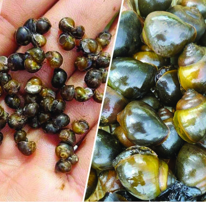 Nuôi con đặc sản xù xì, dọa không chạy, Lão nông dân Hải Dương lãi hàng triệu đồng mỗi năm