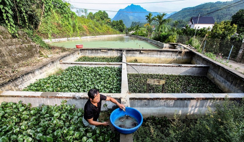 Trại nuôi ba ba gai của ông Nghị cho lợi nhuận tiền tỷ mỗi năm. Trại nuôi ba ba gai của ông Nghị cho lợi nhuận tiền tỷ mỗi năm.