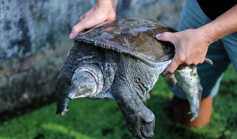 trại nuôi ba ba gai của ông Nghị chi thu nhập tiền tỷ mỗi năm hiện nay được gây dựng từ nguồn vốn vài chục triệu đồng. trại nuôi ba ba gai của ông Nghị chi thu nhập tiền tỷ mỗi năm hiện nay được gây dựng từ nguồn vốn vài chục triệu đồng.