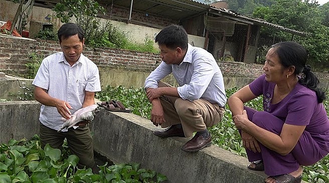 Ông Nguyễn Văn Nghị hướng dân người dân kiểm tra sinh trưởng của ba ba thương phẩm. Ông Nguyễn Văn Nghị hướng dân người dân kiểm tra sinh trưởng của ba ba thương phẩm.