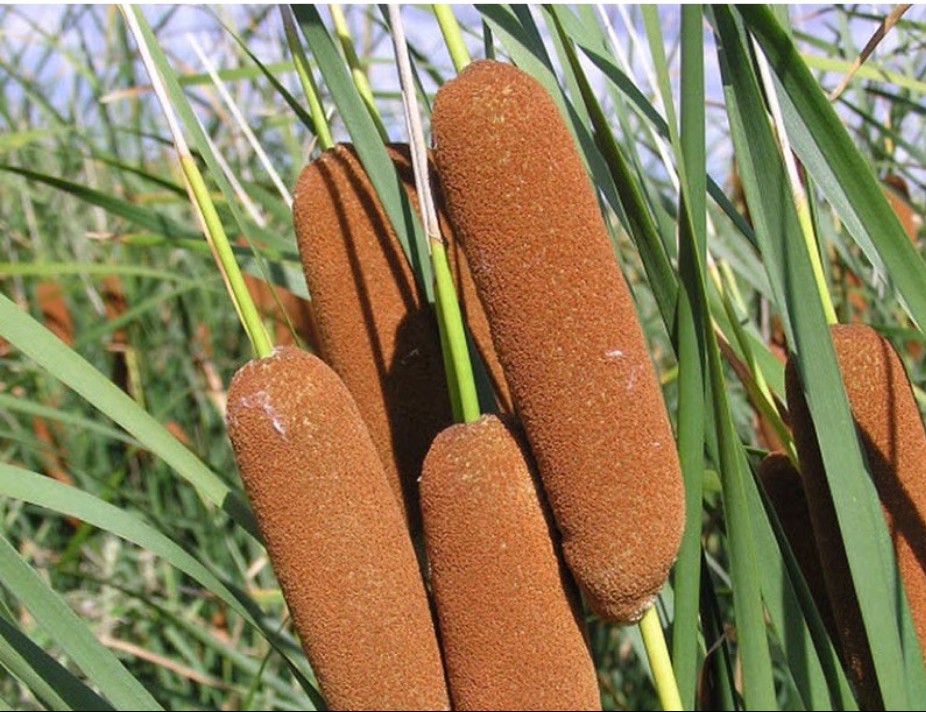 Không chỉ là đặc sản đắt đỏ, cây bồn bồn còn là vị thuốc cực giá trị được nhiều người săn lùng