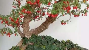 Siêu dược liệu bổ thận, cường dương bất ngờ lên đời bonsai, nhìn thôi đã mê mẩn