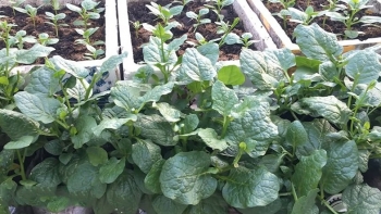 Bí quyết trồng rau mồng tơi trong thùng xốp, hợp thời rau lên mơn mởn, 10 ngày có rau sạch ăn thả ga