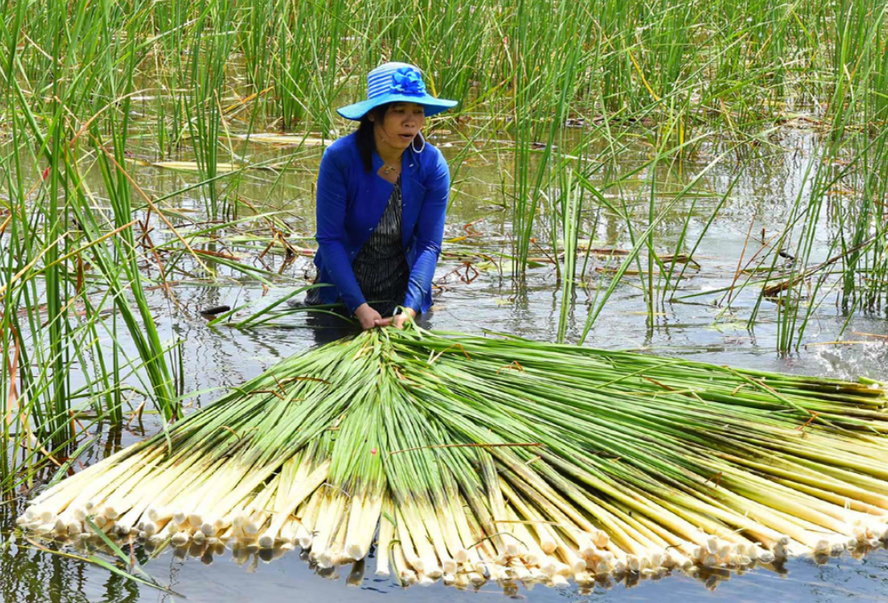 Ngoài chế biến món ăn, bồn bồn còn có thể dử dụng làm thuốc