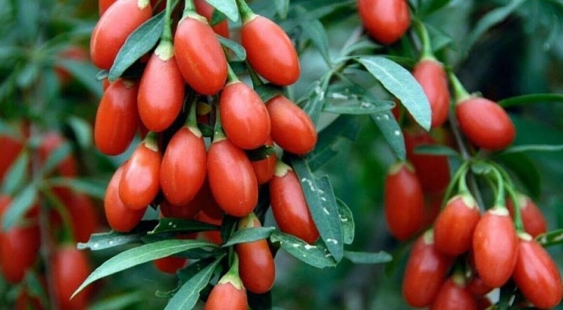 Câu kỷ tử cho quả từng chùm đỏ rực khắp thân.