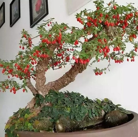 Câu kỷ tử là cây dược liệu quý bất ngờ được tạo dáng bonsai rất độc đáo.