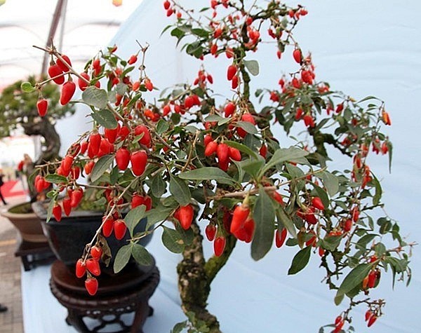 Khi tạo dáng bonsai câu kỷ tử nên chọn cây già, gốc to khỏe.