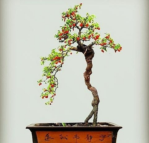 Bonsai câu kỷ tử được tạo thành dáng thế độc đáo.