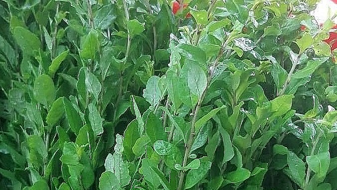 Nhiều người sử dụng lá kỷ tử như món rau hàng ngày để bồi bổ cho cơ thể.