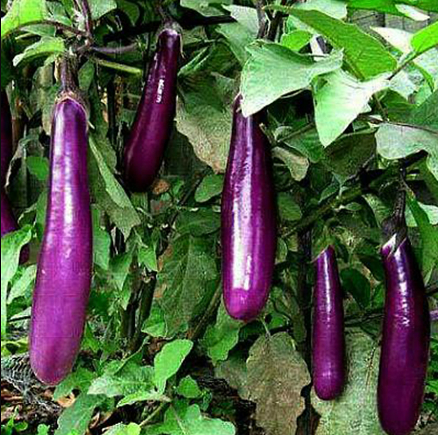 Cà tím - thực phẩm tốt cho sức khỏe