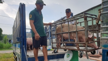 Giá heo hơi hôm nay (18/3) bất ngờ tăng mạnh chạm ngưỡng 50.000, nuôi heo nông hộ trước nguy cơ đổ vỡ