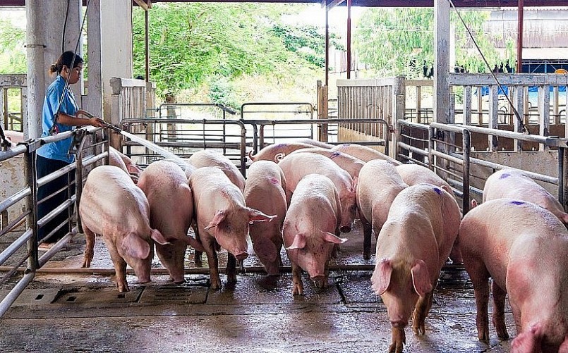 Giá heo hơi hôm nay (18/3) với mức giá hiện nay, người nuôi heo vẫn lỗ nặng và có nguy cơ bỏ chuồng. Giá heo hơi hôm nay (18/3) với mức giá hiện nay, người nuôi heo vẫn lỗ nặng và có nguy cơ bỏ chuồng.