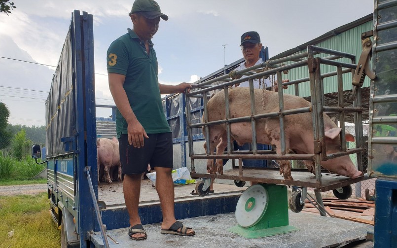 Giá heo hơi hôm nay (18/3) bất ngờ quay đầu tăng mạnh 1.000 đồng/kg đến 3.000 đồng/kg. Giá heo hơi hôm nay (18/3) bất ngờ quay đầu tăng mạnh 1.000 đồng/kg đến 3.000 đồng/kg.