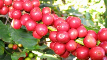 Giá nông sản hôm nay (18/3) cà phê đồng loạt lao dốc về mốc 46, hồ tiêu tăng nhẹ vượt trần 66