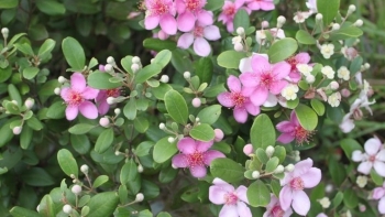 Đưa cây dại e ấp trên đồi hoang về đường làng, sắc tím ngẩn ngơ người đi kẻ ở