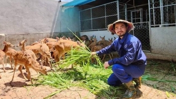 Nuôi con đặc sản ăn cỏ như ranh, mọc thứ đại bổ trên đầu bán 20 triệu đồng/kg, nhà nông thu nhập tiền tỷ