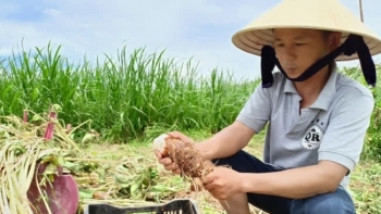 Trồng cây lá to như cái quạt, củ to bằng cái bát, thương lái hốt ngay tại ruộng giá 20.000 đồng/kg, nông dân rủng rỉnh tiền