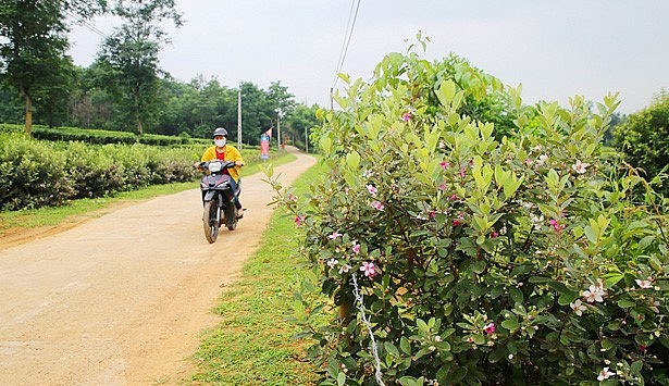 Không ít người phải ngỡ ngàng trước hàng hoa sim tím biếc nở rộ 2 bên đường thôn Tây Trà.