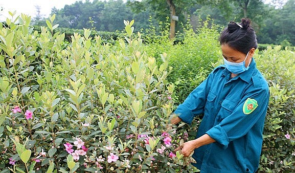 Người dân tự chăm sóc và bảo vệ đoạn đường hoa sim tím qua nhà mình.