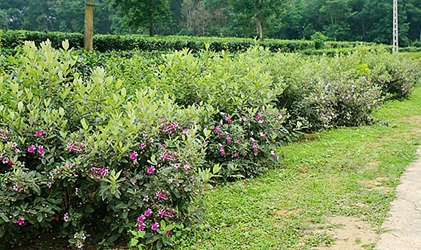 Khi cây sim tím đã bén đất rồi thì rất dễ chăm sóc, không cần bỏ công quá nhiều, thi thoảng chỉ cần cắt tỉa cành lá cho gọn gàng.