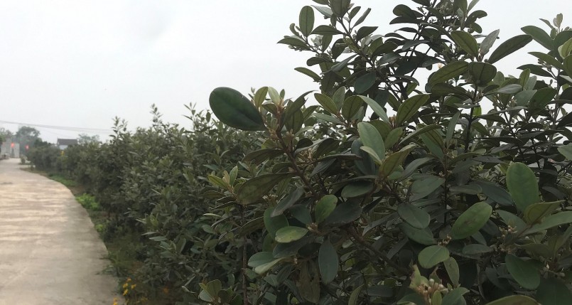 Những cung đường hoa sim tím chuẩn bị bung sắc tím ở Nghệ An.