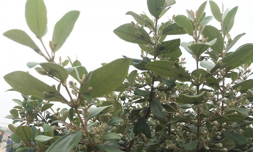 Những ngày này hoa sim trên đường làng bắt đầu ra nụ chi chít.