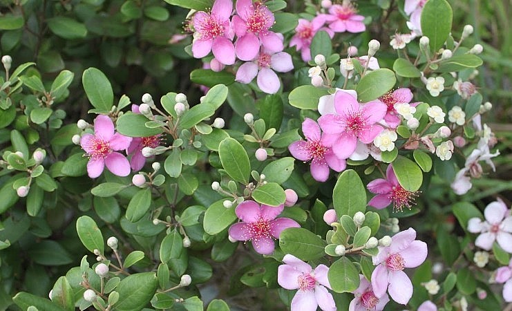 Hoa sim tím biểu tượng của tình yêu son sắt, thủy chung nay được trồng để tô điểm trên đường làng.