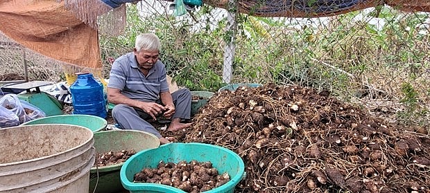 Ông Lê Thanh Hải phân loại khoai. Ảnh: Hoàng Nhị - TTXVN