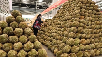 'Cuộc chiến' xuất khẩu sầu riêng, Việt Nam sẽ hụt hơi nếu chỉ chạy theo số lượng