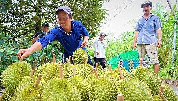 Không riêng Thái Lan hay Việt Nam, một số thủ phủ sầu riêng khác như Malaysia, Philippines, Campuchia,… cũng đẩy mạnh xúc tiến xuất khẩu vào Trung Quốc.