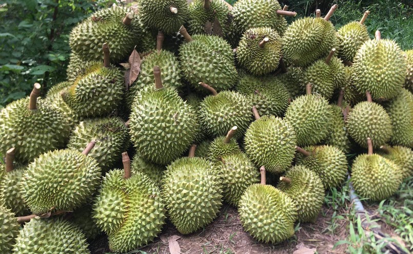 Sầu riêng Việt Nam có nhiều lợi thế khi xuất khẩu sang Trung Quốc.