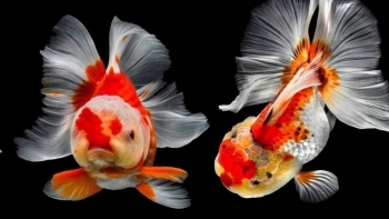 Sức hút ma mỵ của mỹ ngư đầu lân vảy rồng, nuôi chơi mà tạo ra tiền tỷ