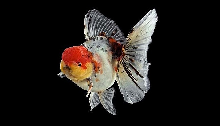 Loài cá kiểng đầu lân vảy rộng có nhiều màu sắc. Loài cá kiểng đầu lân vảy rộng có nhiều màu sắc.